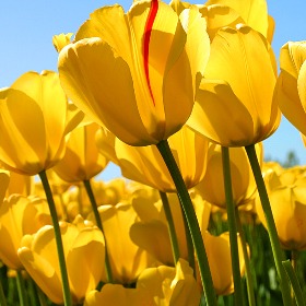 Công Ty cổ phần vận tải Tân Phát