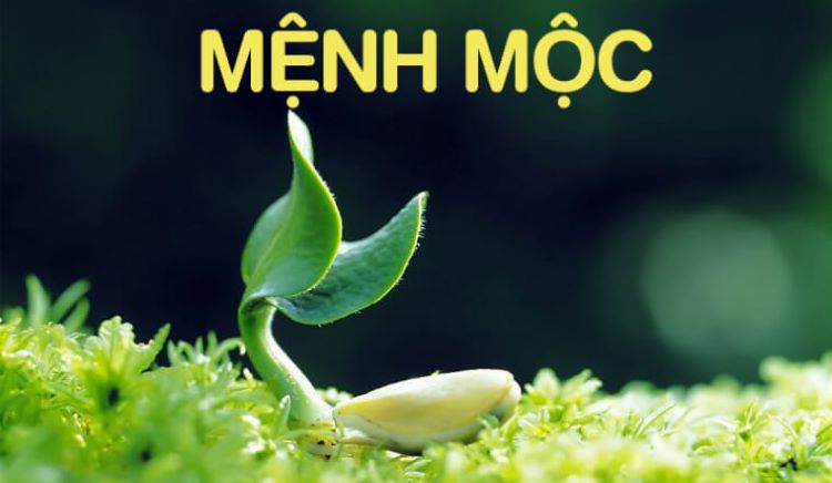 Tiết lộ mệnh Mộc nên hợp tác với mệnh nào để mang đến may mắn và tài lộc