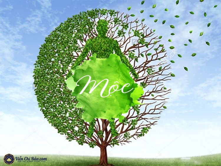 Bật mí với bạn cây phong thủy người mệnh Mộc nên trồng để thu hút tiền tài