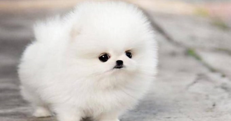 Giải mã chi tiết giấc mơ thấy chó đẻ? Mơ thấy chó đẻ thì nên đánh số nào?