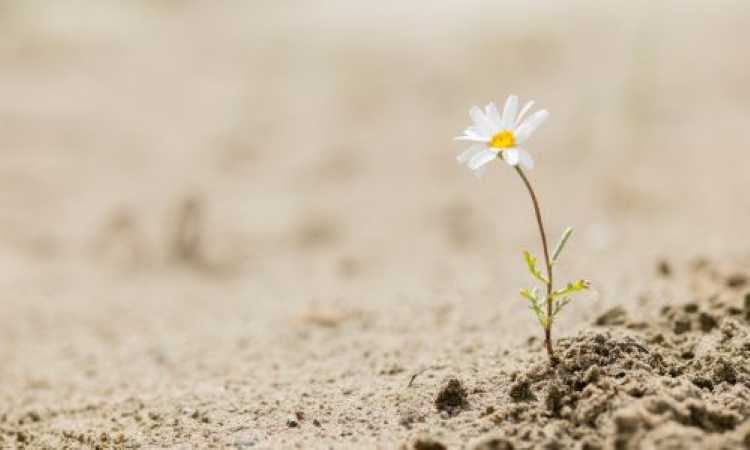 Nghị lực là gì? Vì sao chúng ta cần phải tôi luyện cách sống nghị lực?